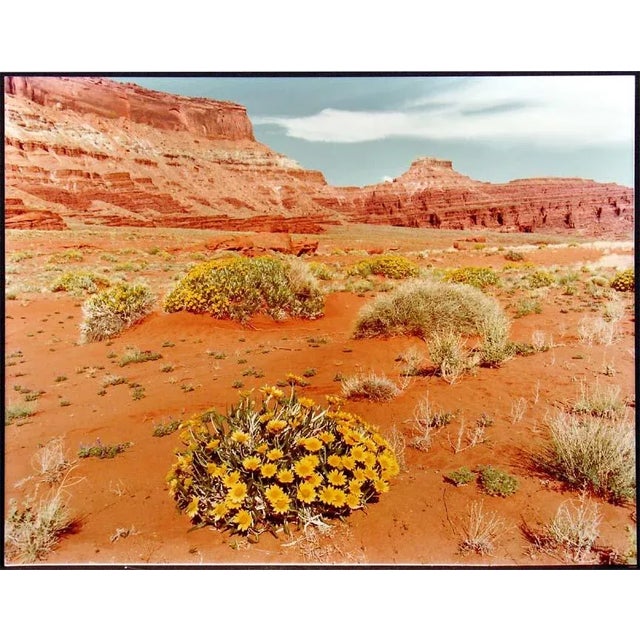 "Yellow Flowers Hurrah Pass" framed original vintage photograph by James Thomson. Printed on Kodak semi-glosssy photo...