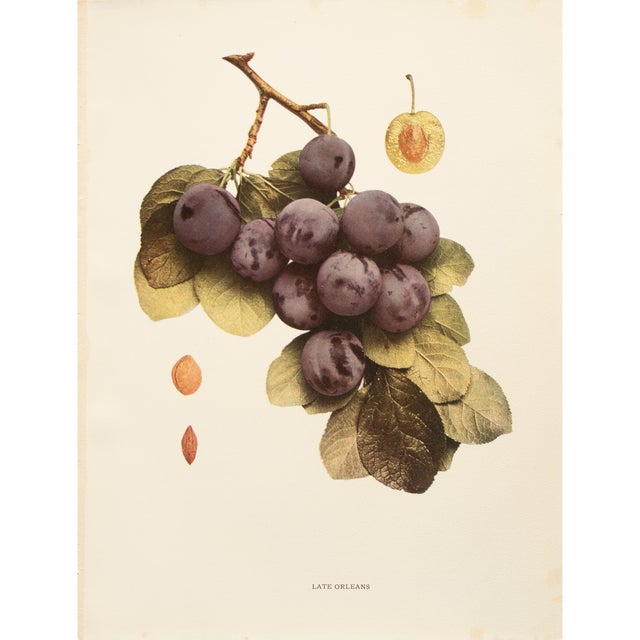 1900s U. P. Hedrick, Original Antique Photogravure of Late Orleans Plums For Sale