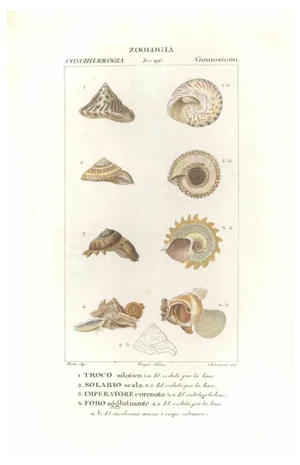 Pierre Jean François Turpin, Goniostomi, Etching, 1831