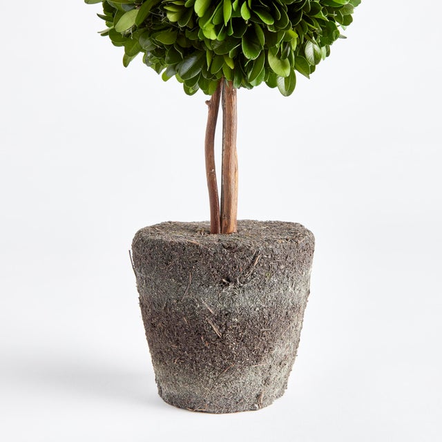 English Boxwood Double Sphere Topiary Drop-In 20" For Sale - Image 3 of 4