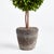 English Boxwood Double Sphere Topiary Drop-In 20" For Sale - Image 3 of 4