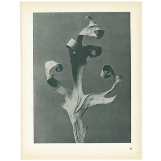 1928 Compass-Plant, Original Period Photogravure N41 by Karl Blossfeldt For Sale