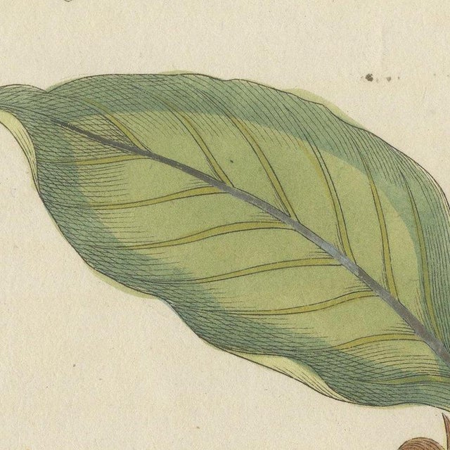 Bertuch, Rambutan Tropical Fruit Branch, 1810, Print For Sale - Image 9 of 12