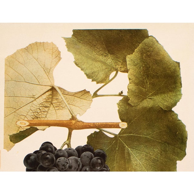 Farmhouse 1900s U. P. Hedrick, Original Antique Photogravure of Concord Grapes For Sale - Image 3 of 6