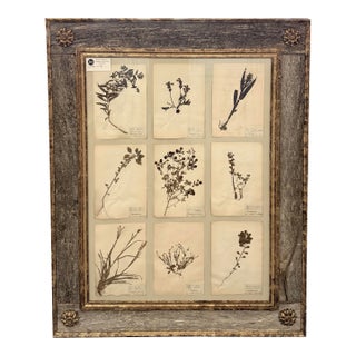 Preserved Floral Custom French Herbier (Botanical Study) For Sale