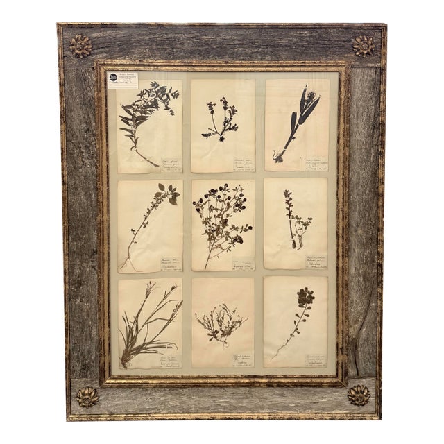 Preserved Floral Custom French Herbier (Botanical Study) For Sale