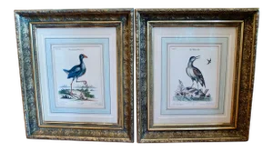 Pair of George Edwards Bird Engravings, in Fine Antique Gilt Frames
