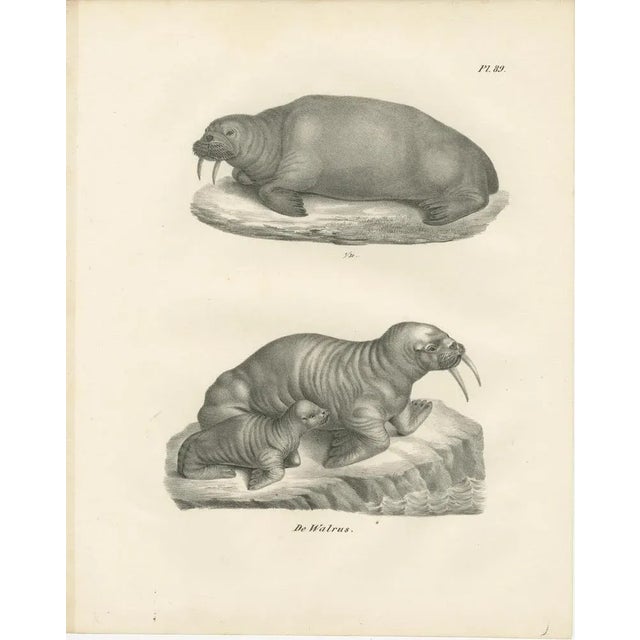 Walruses in Arctic Habitat with Calf Illustration, 1836, Paper For Sale - Image 10 of 11