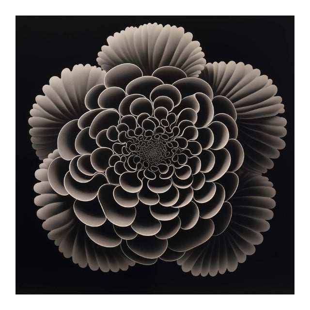 20' X 20' 'Heliotropium' Flower #2 - Black and White Limited Edition Botanical Photography Print, Unframed For Sale