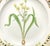 Mid 20th Century Royal Copenhagen Flora Danica, Gagea Lutea Var Glaucascens Lge., Gilt Border For Sale - Image 5 of 8