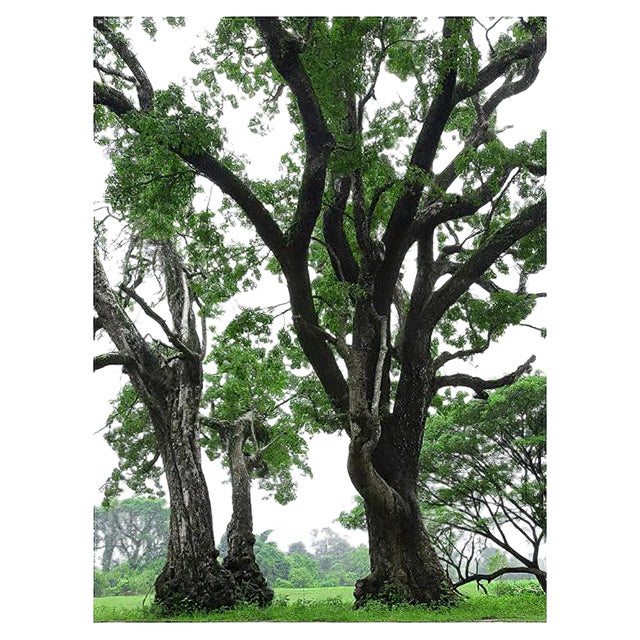 Pierre Lesage, Les 3 frères, 2005, Photo Argentique For Sale