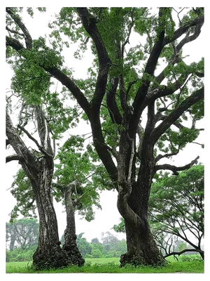 Pierre Lesage, Les 3 frères, 2005, Photo Argentique