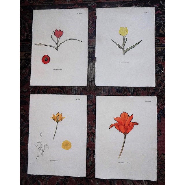 Vintage Mid 20th Century Tulip Folio Size Lithographs - Set of 4 For Sale - Image 4 of 4