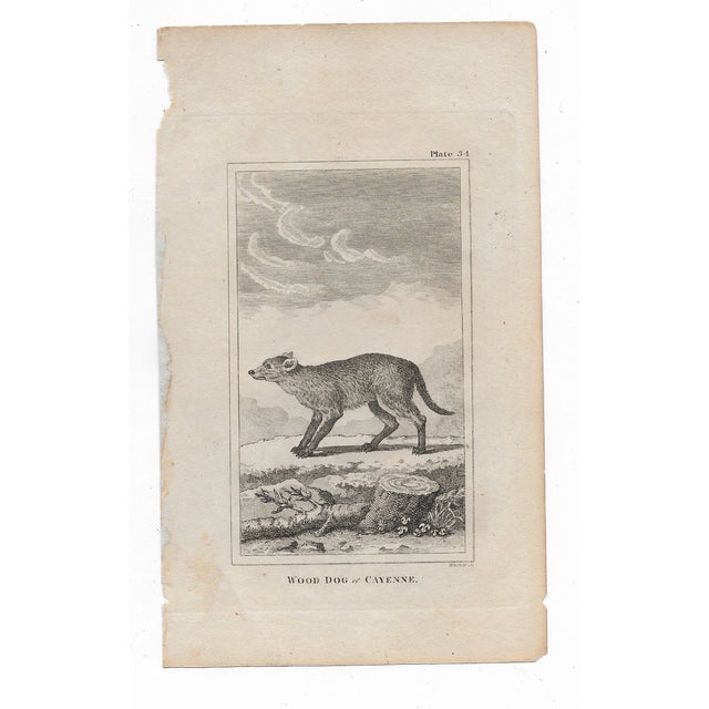 Antique engraving of "Wood Dog of Cayenne" by Georges-Louis Leclerc, Comte de Buffon (1707-1788) from an English printing...