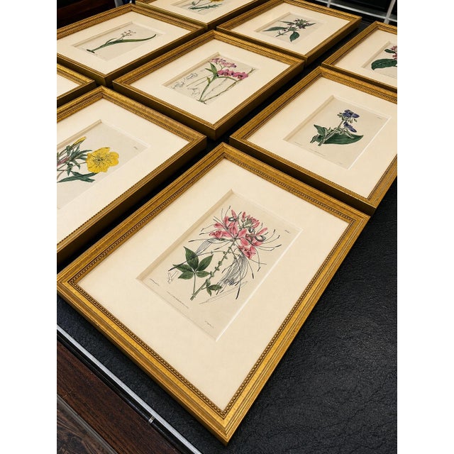 William Curtis Set of 9 Framed Hand-Colored Botanical Engravings From William Curtis's Botanical Magazine, 19th Century For Sale - Image 4 of 4