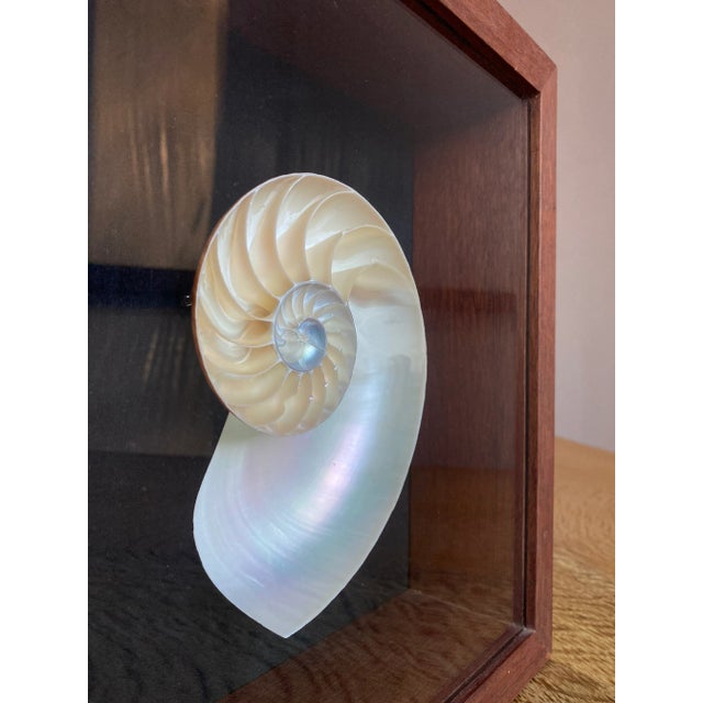 Framed Nautilus Shell For Sale - Image 12 of 15