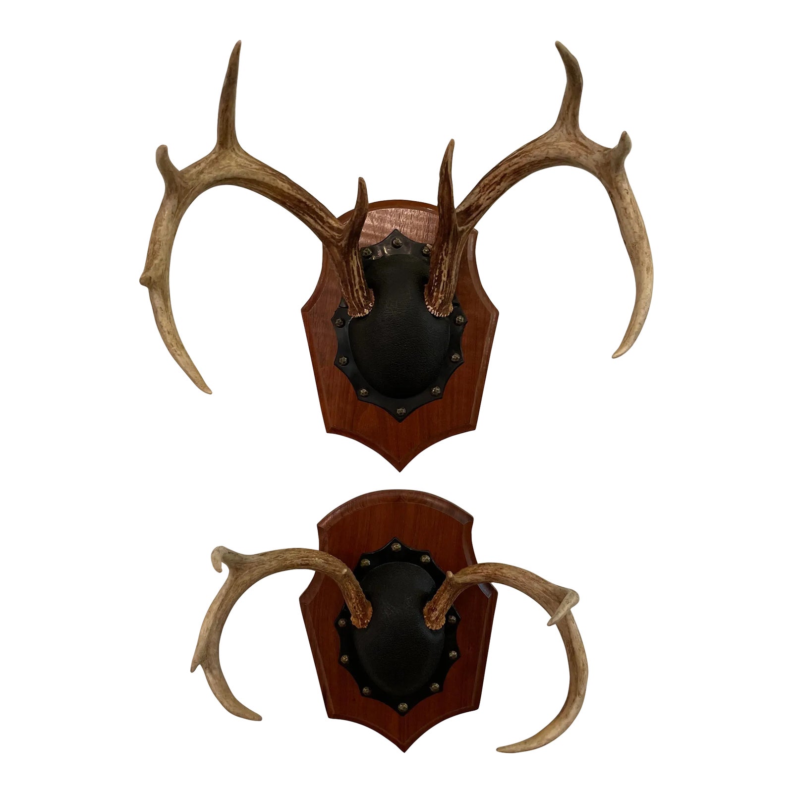 Mid 20th Century Vintage Trophy Mount Antlers Pair Chairish