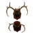 Mid 20th Century Vintage Trophy Mount Antlers Pair For Sale