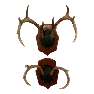 Mid 20th Century Vintage Trophy Mount Antlers Pair