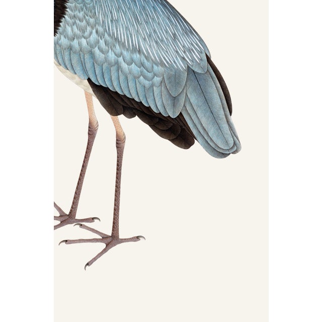 Gray Heron, Vintage Bird Art Print Reproduction, 30" X 40" For Sale - Image 10 of 10