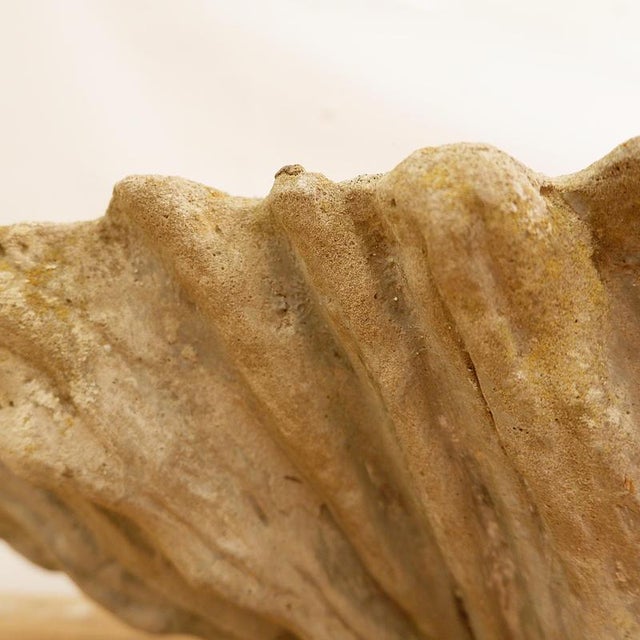 Beige Antique Concrete Shell Bird Bath For Sale - Image 8 of 14