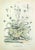 Lithograph hand watercolored. Belongs to the Series "Atlante di Botanica popolare ossia Illustrazione di Piante Notevoli...