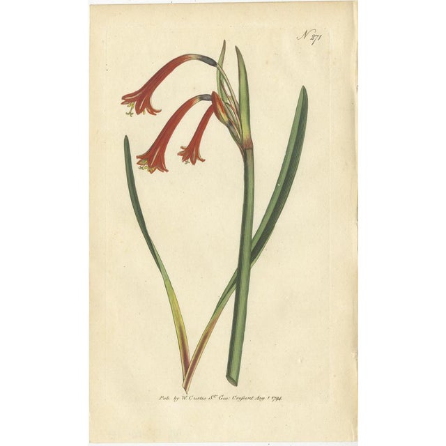 Curtis, Botany Illustrations, 1794, Prints, Set of 3 For Sale - Image 4 of 6