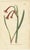Curtis, Botany Illustrations, 1794, Prints, Set of 3 For Sale - Image 4 of 6