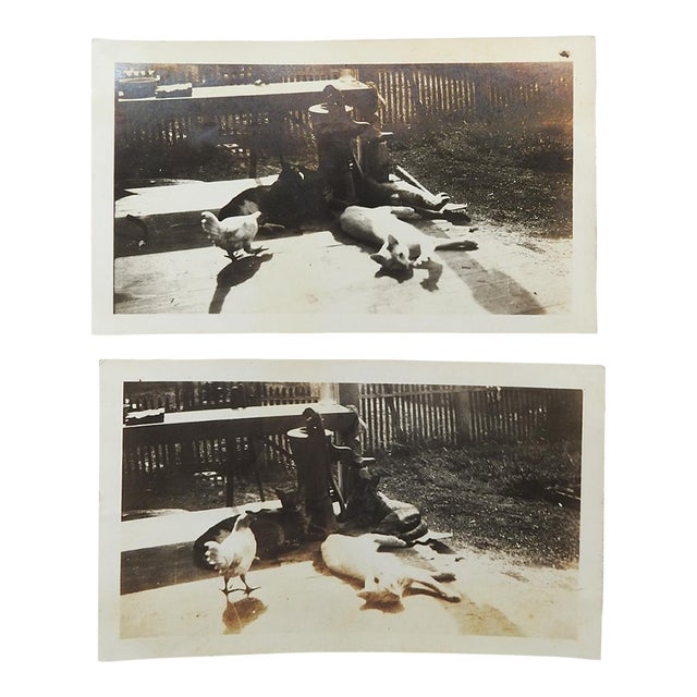 Early 20th Century Cats and Chicken Pals Snapshot Photograph - A Pair For Sale