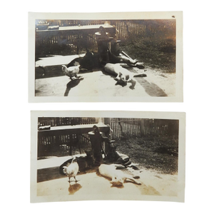 Early 20th Century Cats and Chicken Pals Snapshot Photograph - A Pair