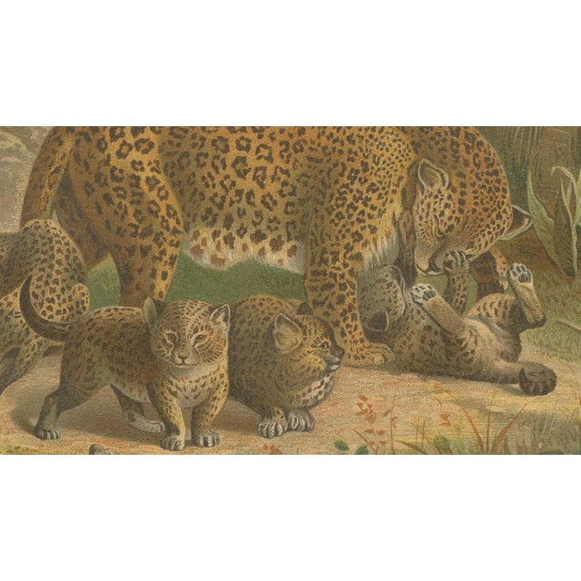 Late 19th Century Leopards, After Wilhelm Kuhnert, 1894, Paper For Sale - Image 5 of 10