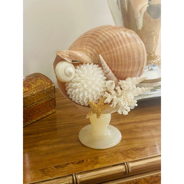 Italian 1900s Sea Shell Assemblage on Onyx Italian Tazza For Sale - Image 3 of 10