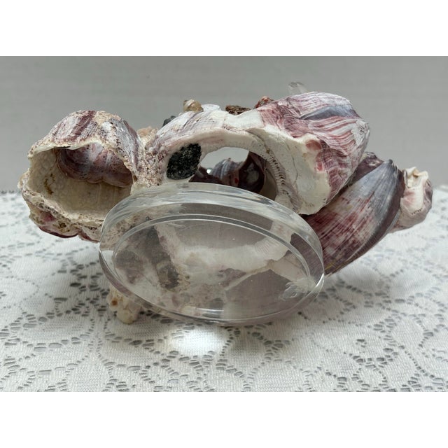 Sculptural Seaside Barnacle Cluster Decor Accent For Sale - Image 4 of 11