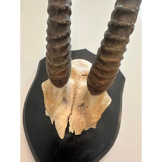 African 1990s Gazelle Horn Taxidermy For Sale - Image 3 of 4