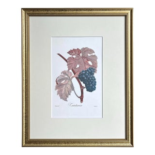Vintage Lithograph of Teinturien Wine Grapes by Turpin For Sale