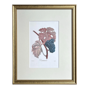 Vintage Lithograph of Teinturien Wine Grapes by Turpin