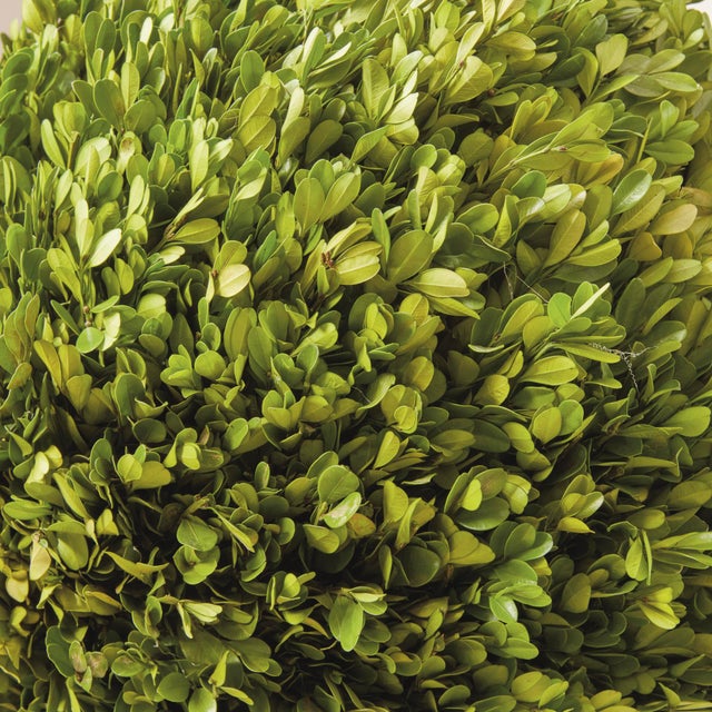 Boxwood Ball 16" For Sale In Chicago - Image 6 of 6