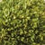 Boxwood Ball 16" For Sale In Chicago - Image 6 of 6