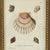 Wood Framed Seashell Engraving Prints - Conchology Engravings After Georg Wolfgang Knorr, Set of 4 For Sale - Image 7 of 15