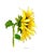 Giclee Print of the Watercolor Painting ‘Yellow Sunflower’ For Sale