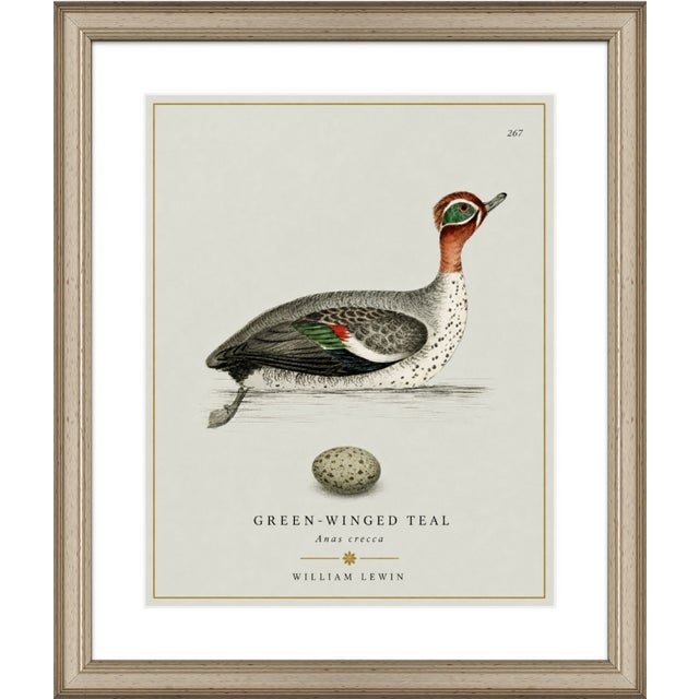 Paper William Lewin 1789 Waterbirds Fine Art Gallery Board Print - The Green Winged Teal For Sale - Image 7 of 10