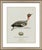 Paper William Lewin 1789 Waterbirds Fine Art Gallery Board Print - The Green Winged Teal For Sale - Image 7 of 10