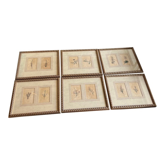 Set of 18th Century English Botanical Prints For Sale