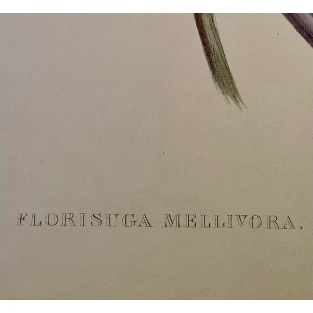 Large 16” x 24” print of "Florisuga Mellivora" from John Gould’s 1849 book A monograph of the Trochilidae, or a Family of...