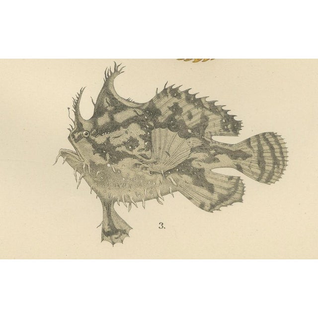 C. Erdmann and Wilhelm von Wright, Spotted Toadfish, Anglerfish, and Frogfish, 1895, Lithograph on Paper For Sale - Image 3 of 10