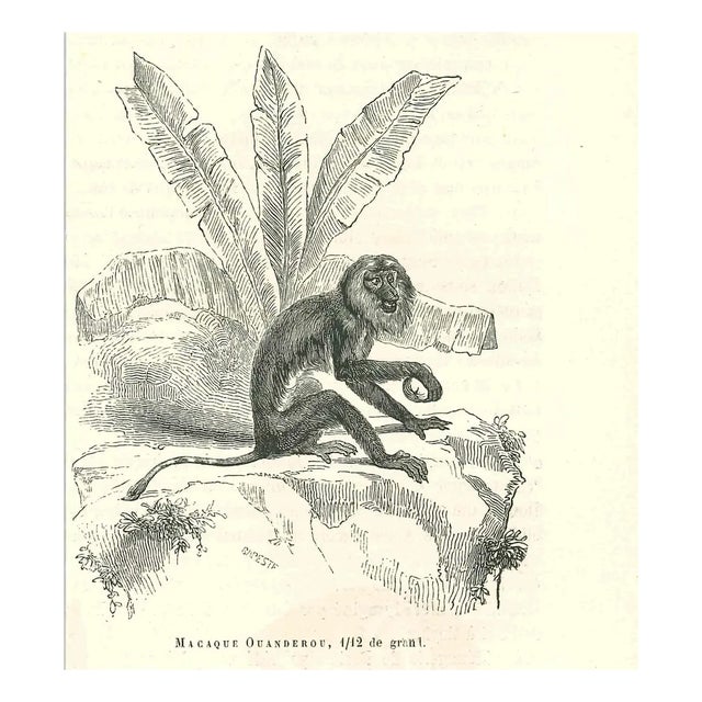 Paul Gervais, The Monkey, 1854, Lithograph For Sale