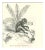 Paul Gervais, The Monkey, 1854, Lithograph For Sale