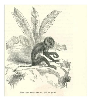 Paul Gervais, The Monkey, 1854, Lithograph