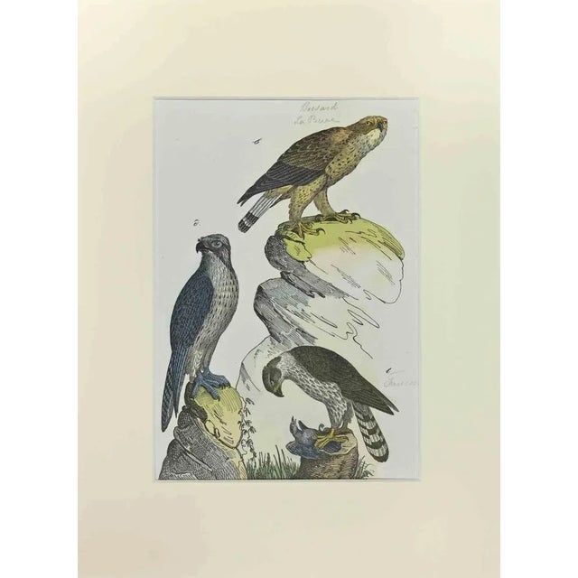 Johann Friedrich Naumann, Buzzard, Etching, 1840 For Sale - Image 3 of 3