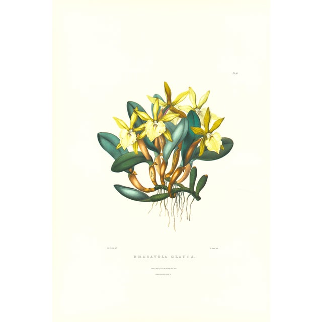 Large 1973 Orchid Flower Lithograph "Brassavola Glauca" (Glaucous-Stemmed Brassavola) After James Bateman For Sale